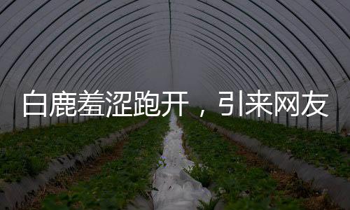 白鹿羞澀跑開，引來網(wǎng)友熱議