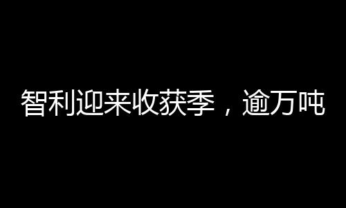 智利迎來收獲季，逾萬噸車厘子亮相中國市場